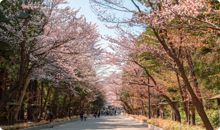 Maruyama Park (Sapporo) Japan cherry blossoms